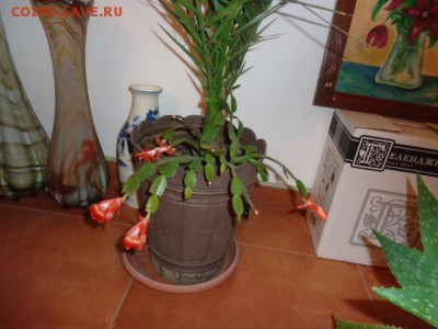 ФОТО - просто фото. Те что получились удачными. - DSC06704.JPG