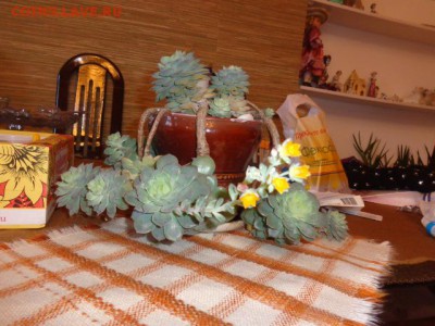 ФОТО - просто фото. Те что получились удачными. - DSC06709.JPG