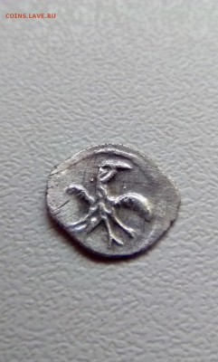Птичка на определение и оценку - IMG_5247.JPG