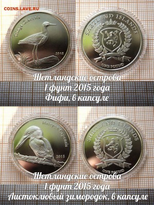 Шетландские острова 2015 Птицы Зимородок и Фифи.До12.10. - ллл.JPG