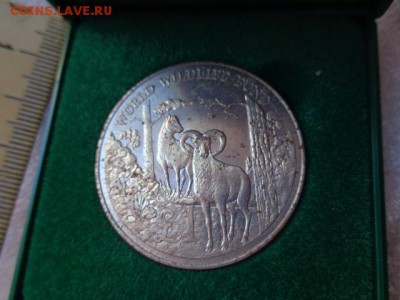 Кипр,1 фунт,Муфлон  1986 г никель !  до 21-30 мск  23.х - DSC03508.JPG
