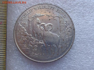Кипр,1 фунт,Муфлон  1986 г никель !  до 21-30 мск  23.х - DSC03512.JPG