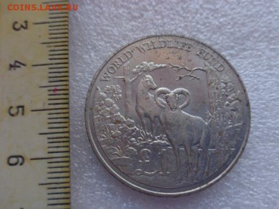 Кипр,1 фунт,Муфлон  1986 г никель !  до 21-30 мск  23.х - DSC03513.JPG