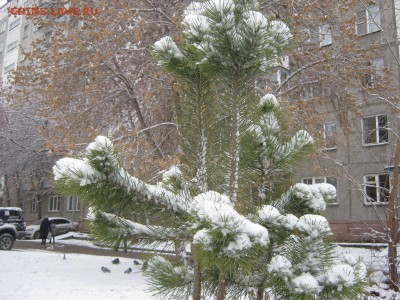 Стихи на заданную тему - IMG_4181[2].JPG