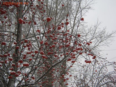 Стихи на заданную тему - IMG_4173[2].JPG