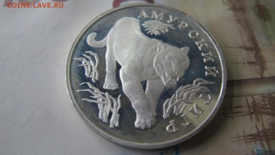 1 рубль "Амурский тигр" 1996 года - IMG_7333.JPG