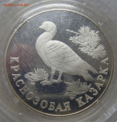 Рубль КК. Краснозобая казарка - DSC06135.JPG
