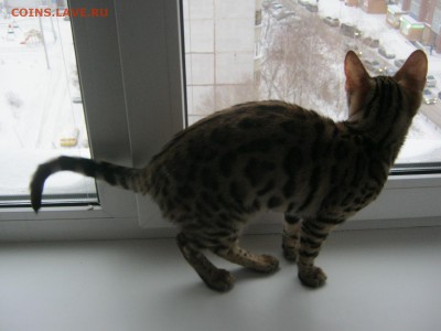 Стихи на заданную тему - IMG_4199[1].JPG