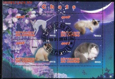 Конго 2013г мл Кошки №2 до 22.11 22.00мск - Конго 2013г мл Кошки №2