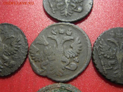 лот полушек  1731,34 года - IMG_8868.JPG