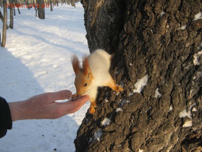 Стихи на заданную тему - IMG_4243[1].JPG