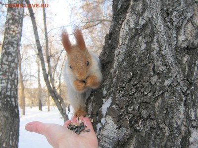ФОТО - просто фото. Те что получились удачными. - IMG_4217[1].JPG