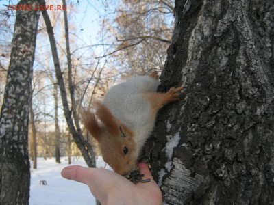 ФОТО - просто фото. Те что получились удачными. - IMG_4218[1].JPG