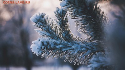 Стихи на заданную тему - Twigs-snow-winter_1920x1080