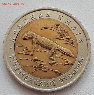 КК Туркменский Эублефар Двойная вырубка? - 1