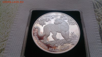 3Р 2011 Сохраним наш мир Переднеазиатский Леопард до 21.12 - DSC_1542.JPG