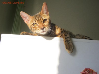 Стихи на заданную тему - IMG_4293[1].JPG
