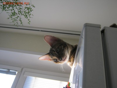 Стихи на заданную тему - IMG_4296[1].JPG