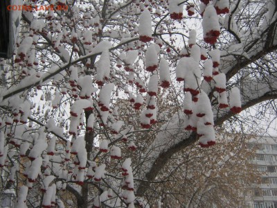 ФОТО - просто фото. Те что получились удачными. - IMG_4365[2].JPG