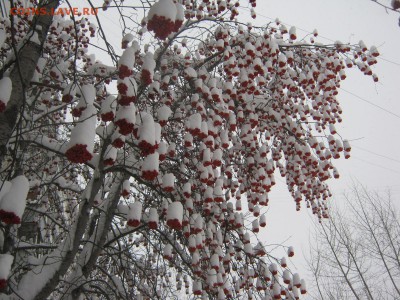 ФОТО - просто фото. Те что получились удачными. - IMG_4364[2].JPG