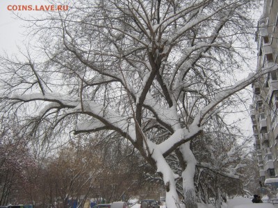 ФОТО - просто фото. Те что получились удачными. - IMG_4357[1].JPG