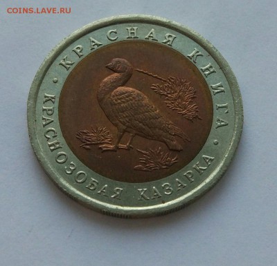 Краснозобая казарка КК 1992 до 04.02. - 1yUlgu7hDCI