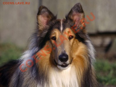 3 коп 82 г-собака на реверсе - Animals_Dogs_Collie_Dog_005499_