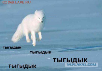 новая нумизматическая криптовалюта ДВкоин - писец