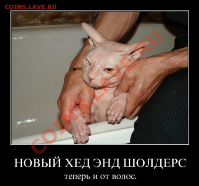 Ассоциация слов - 183119-novyi_hed_end_sholders_teperi_i_ot_volos