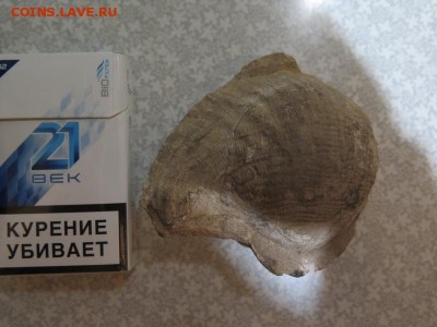 Окаменелость до 24-02-2018 - IMG_2579_____________.JPG