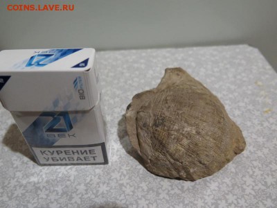 Окаменелость до 24-02-2018 - IMG_2581_____________.JPG