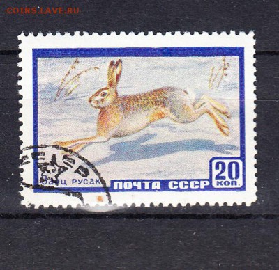 CCCH 1960 заяц 1м - 4