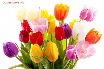 С 8 марта милые женщины!!! - buket_tulpanov