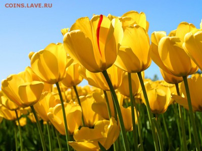 С 8 марта милые женщины!!! - Tulips