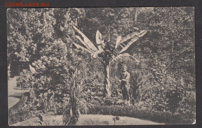 Россия ПК до 1917г  Тбилиси ботанический сад - 33