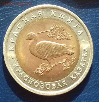красная книга 1992 казарка до 24.03 - казарка1.JPG