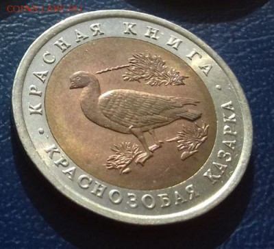 красная книга 1992 казарка до 24.03 - казарка.JPG
