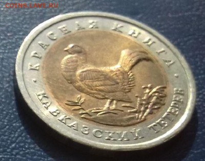 красная книга 1993 тетерев - тетерев1.JPG