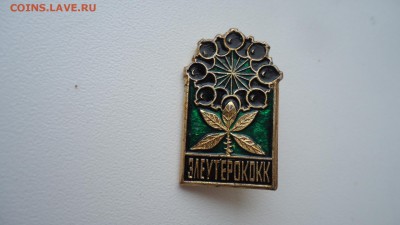 ЭЛЕУТЕРОКОКК - DSC04646.JPG