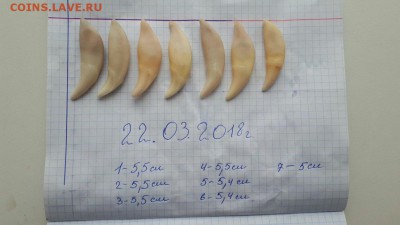 Куплю Клыки - IMG_20180330_001934