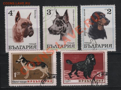 Фауна: Собаки. 17.04.2011, в 22-00 Мск. - ООО 001