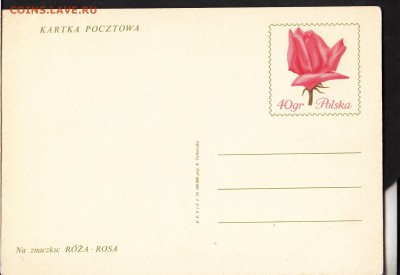 Польша ПК цветы роза - 115