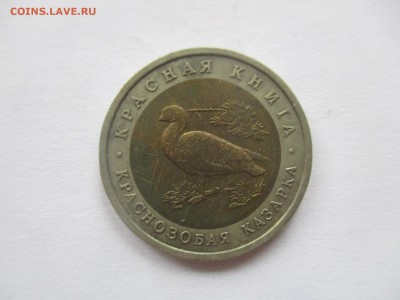 красная книга 1992, казарка - IMG_3507.JPG