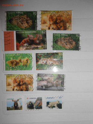 Фауна, без повторов - DSCN0289.JPG