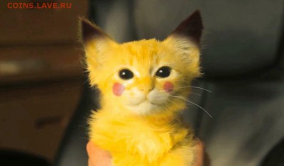 делает - прямо сейчас !!! - cute-cat-or-pikachu