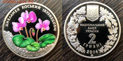 Украина 2014 Цикламен коська(кузнецова) до 12.05.18 - IMG_3873-01-05-18-18-38