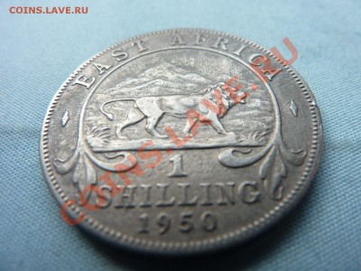 ВОСТОЧНАЯ АФРИКА 1 шиллинг 1950г.ЛЕВ, до 28.04.11 в 22-00 - MEMO0018.JPG