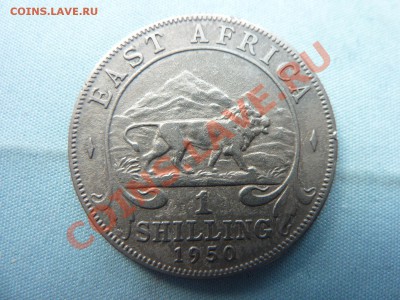 ВОСТОЧНАЯ АФРИКА 1 шиллинг 1950г.ЛЕВ, до 28.04.11 в 22-00 - MEMO0017.JPG