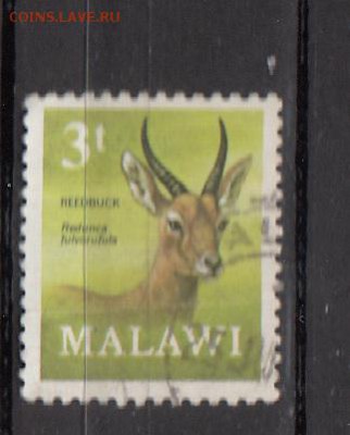 Малави антилопа 1м - 394