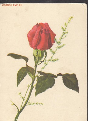СССР ПК розы из-во связьиздат - 160